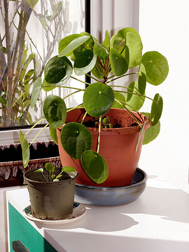 Pilea peperomioides